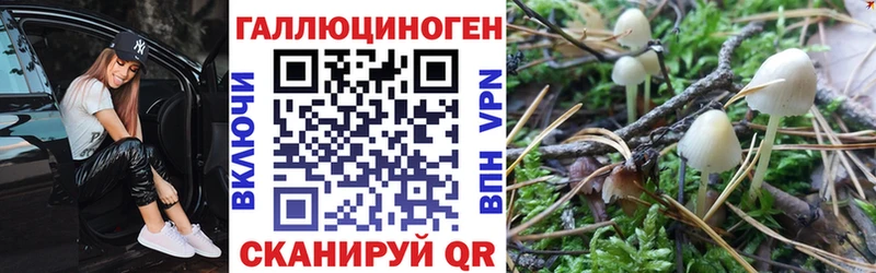 наркота  Челябинск  Псилоцибиновые грибы Psilocybe 